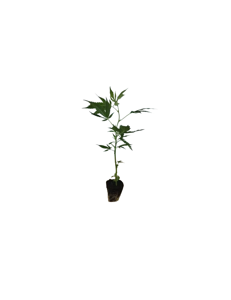 Wedding Cake Hanfstecklinge