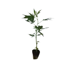 Wedding Cake Hanfstecklinge