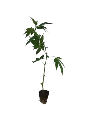 Critical Kush Hanfstecklinge