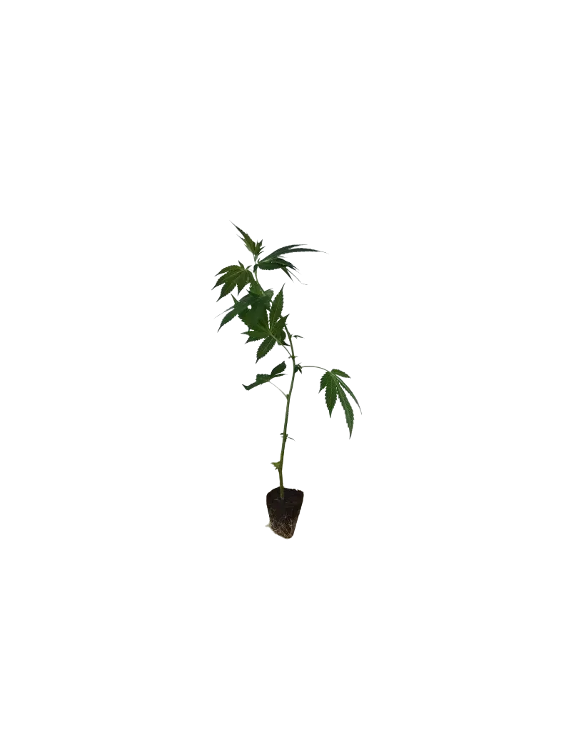 Critical Kush Hanfstecklinge