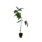 Critical Kush Hanfstecklinge