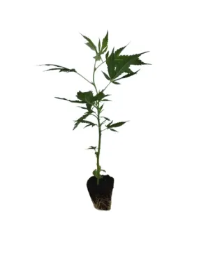 White Widow XXL Hanfstecklinge